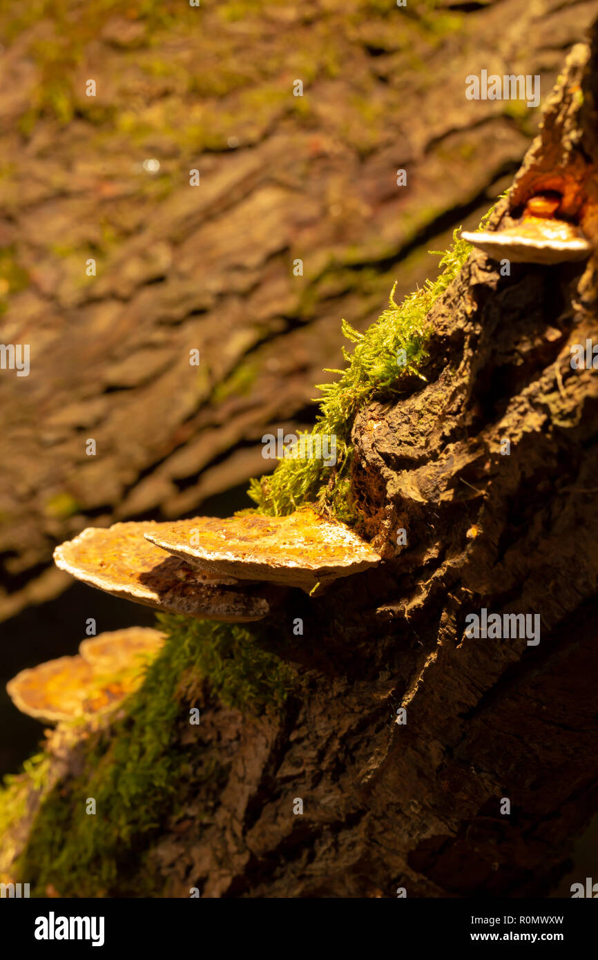 Colour photograph of a group of Blushing bracket polypores growing on-side of Willow branch shot with off camera flash with yellow filter from above. Stock Photo