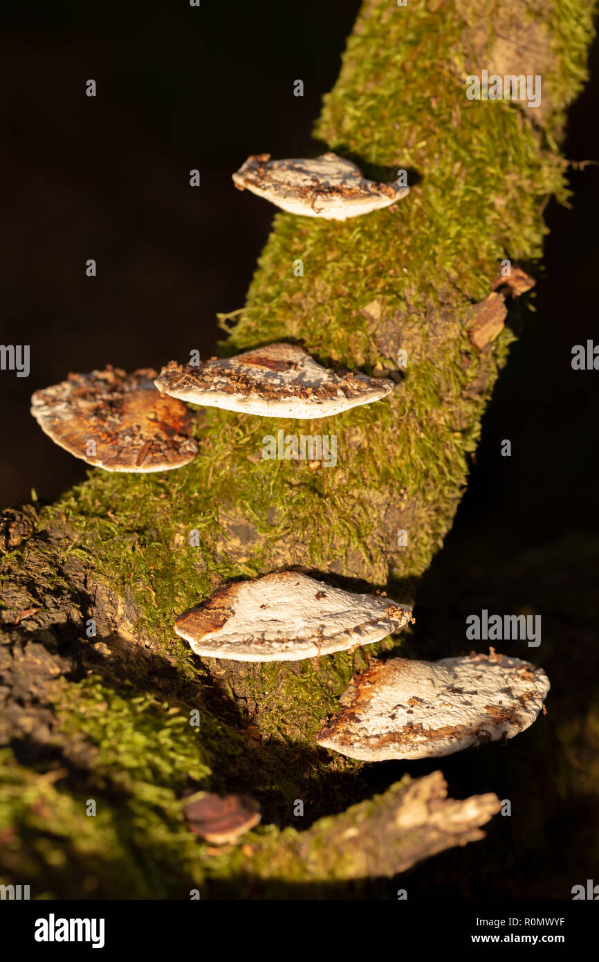 Colour photograph of a group of Blushing bracket polypores growing on-side of Willow branch shot with off camera flash with yellow filter. Stock Photo