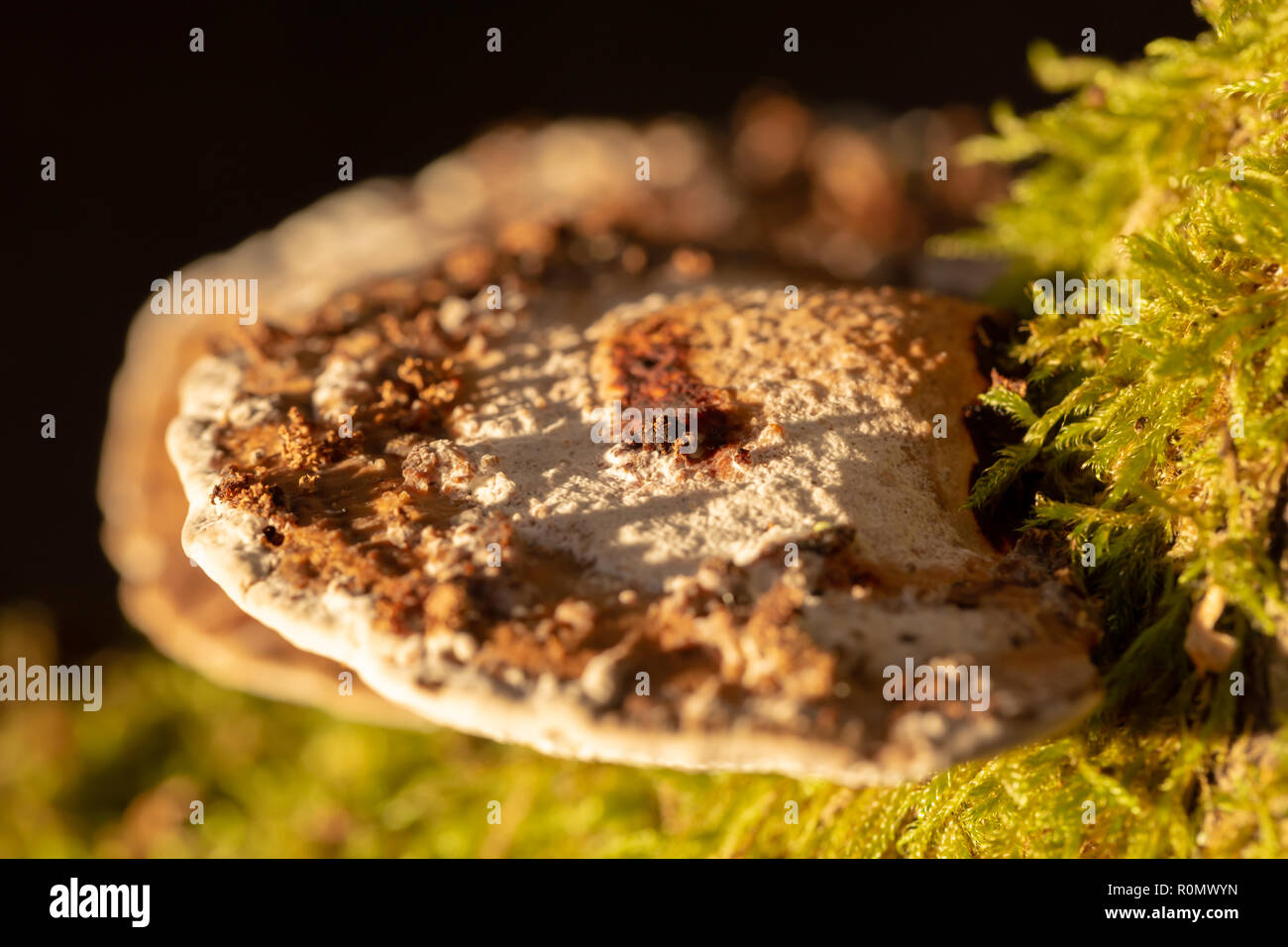 Macro colour photograph of two tiered Blushing bracket polypores growing on-side of Willow branch shot with off camera flash with yellow filter from a Stock Photo