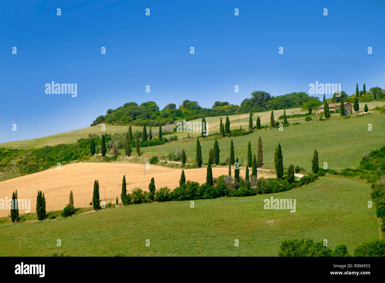 Classic tuscany landscape, wheat fields and cypress trees Stock Photo