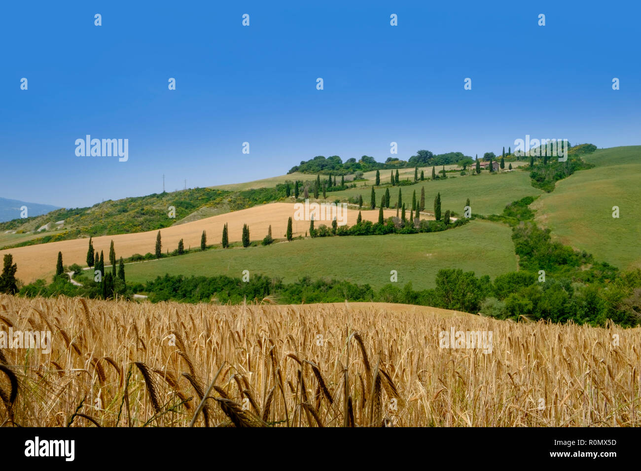 Durum wheat growing Tuscany, used for making pasta Stock Photo