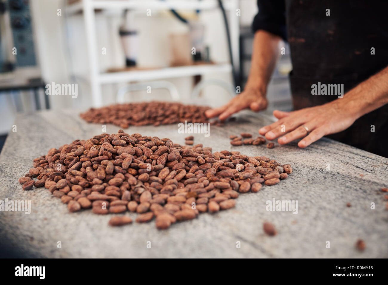Worker sorting cocoa beans into piles on a factory table Stock Photo