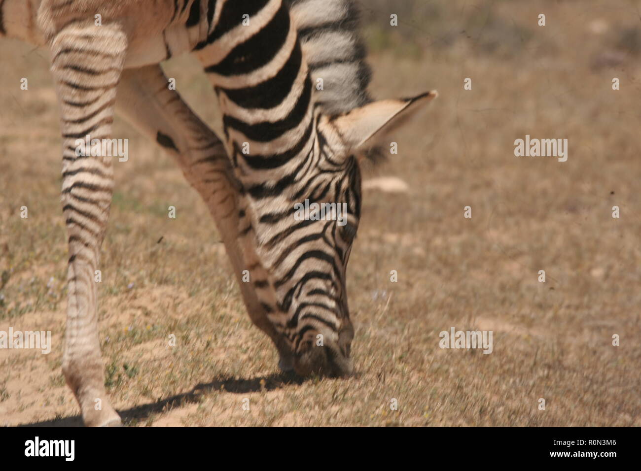 Zebra addo elephant national park Stock Photo