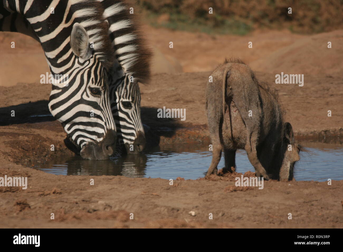 Zebra addo elephant national park Stock Photo