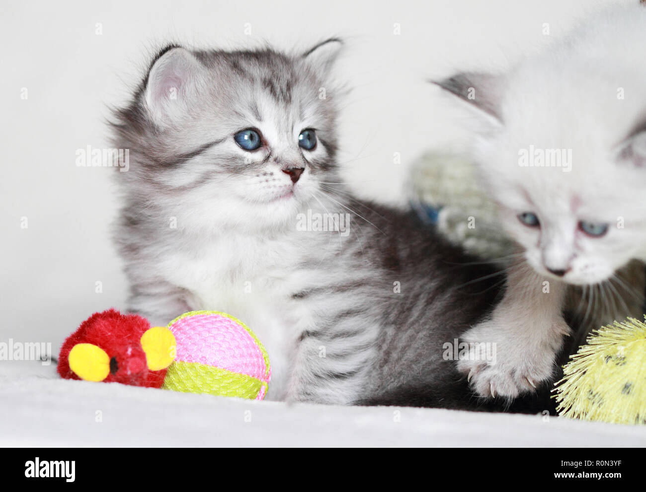 Adorable puppy cat playing on a white blanket Stock Photo