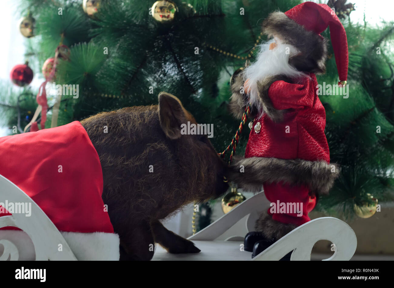 the pig sniffs a toy Santa on the Christmas tree. Stock Photo