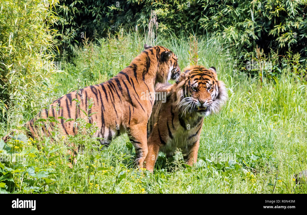 Teasing tiger hi-res stock photography and images - Alamy Teasing tiger hi-res stock photography and images - Alamy