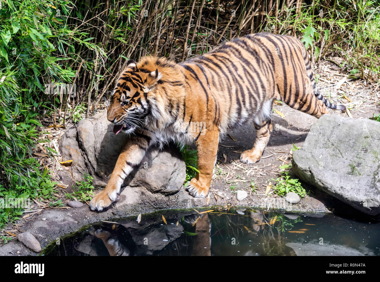 Sumatran tiger (Panthera tigris sondaica) walking by the pond with its tongue out. The tiger has a muscular body and is one of only a few striped cat  Stock Photo