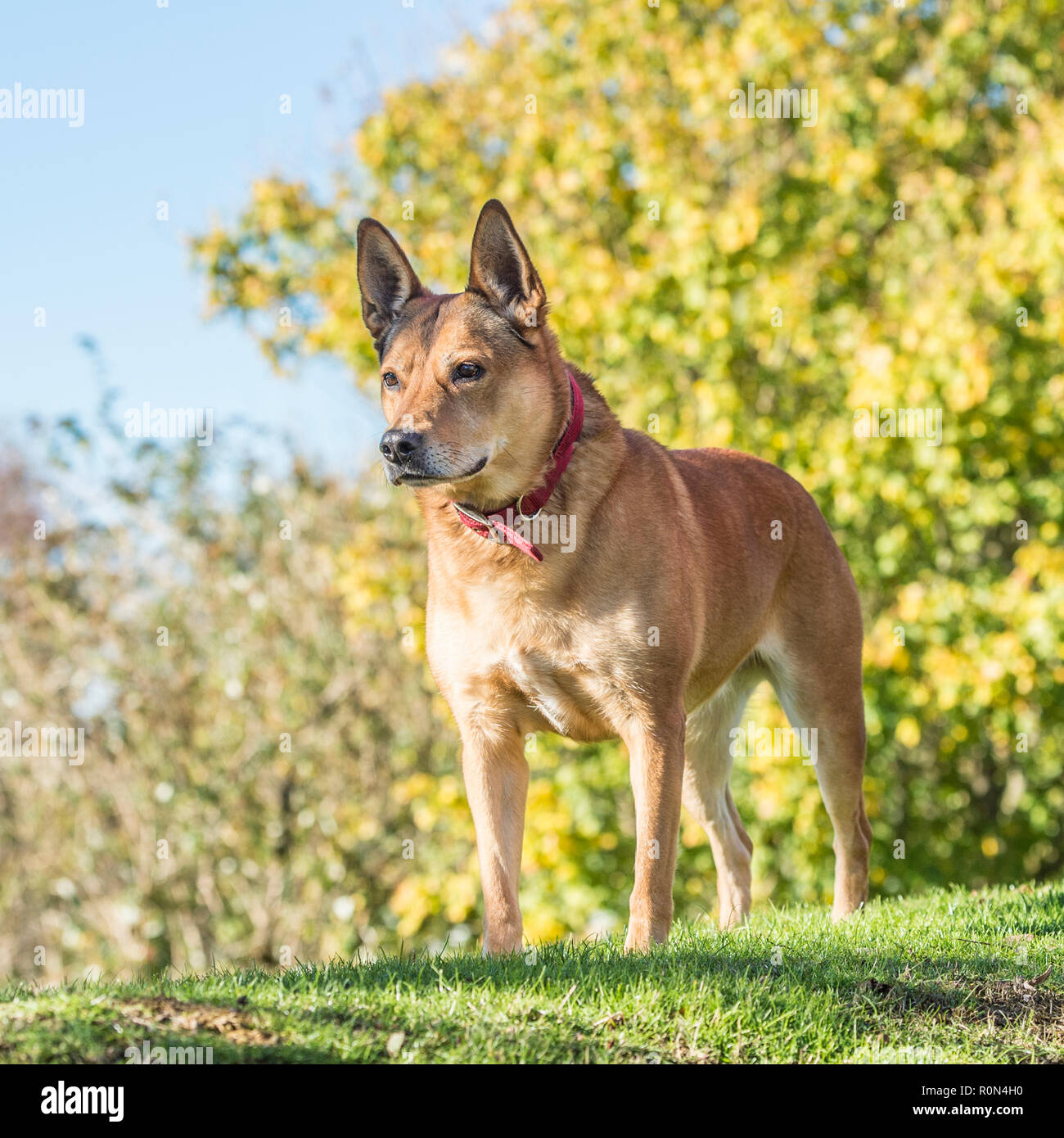 australian kelpie Stock Photo