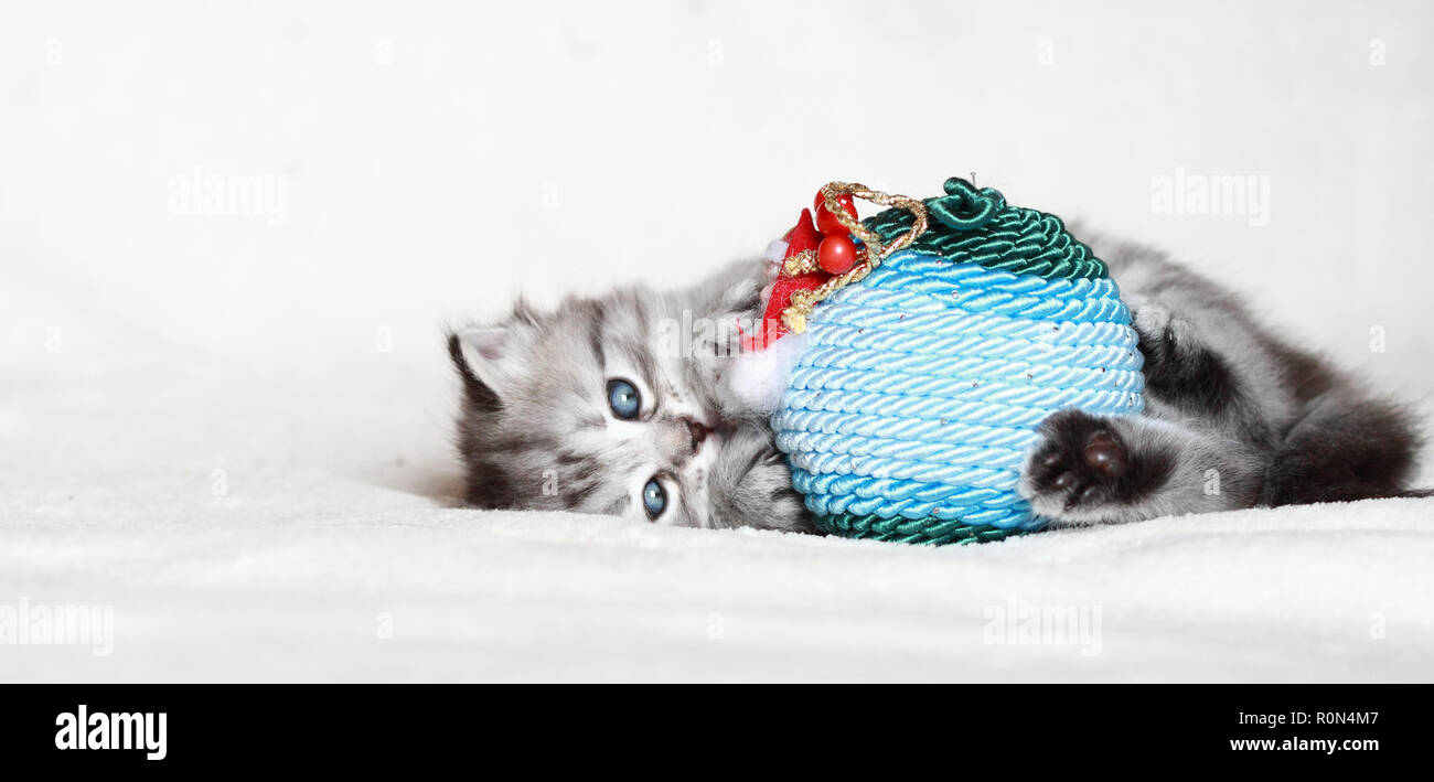 Silver kitten on the snow playing with Santa Claus ball Stock Photo