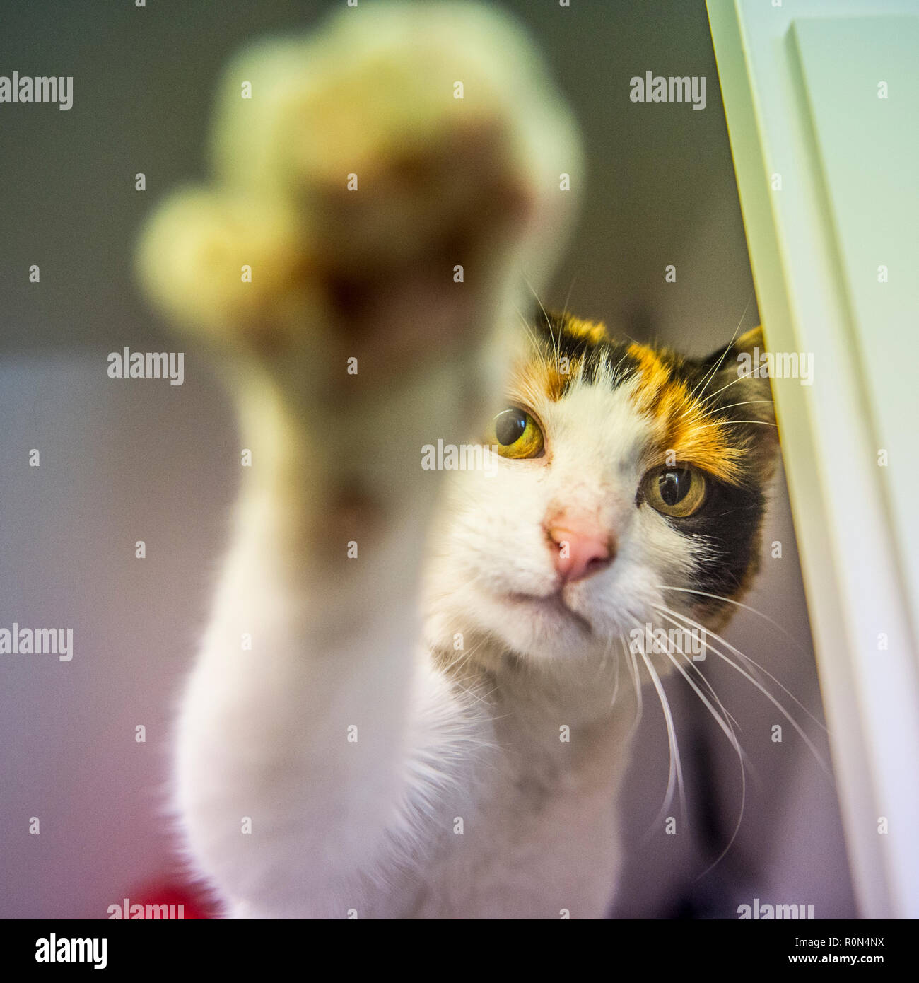 cat attacking photographer Stock Photo