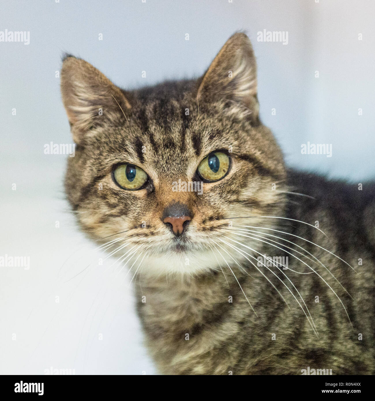 Tom the cat hi-res stock photography and images - Alamy