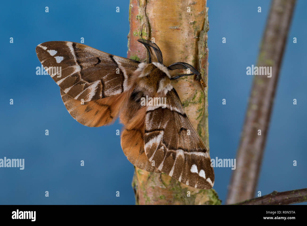 Birkenspinner, Birken-Spinner, Scheckflügel, Endromis versicolora, Kentish Glory, Le Bombyx versicolore Stock Photo