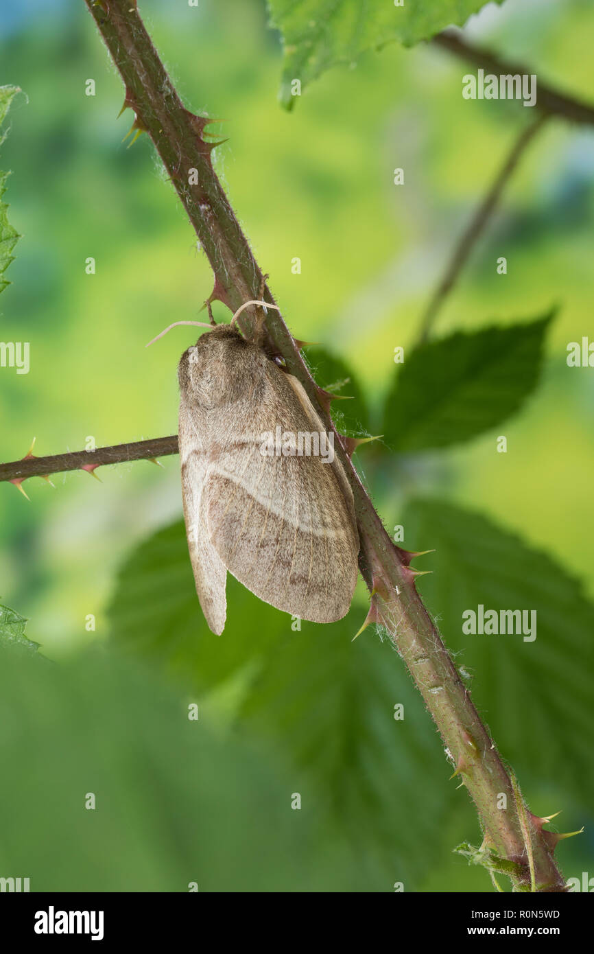 Brombeerspinner, Brombeer-Spinner, Weibchen, Macrothylacia rubi, fox ...