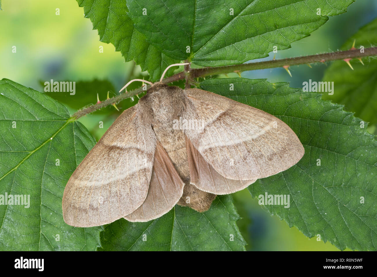 Brombeerspinner, Brombeer-Spinner, Weibchen, Macrothylacia rubi, fox ...