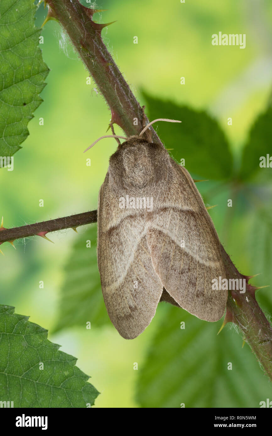 Brombeerspinner, Brombeer-Spinner, Weibchen, Macrothylacia rubi, fox ...