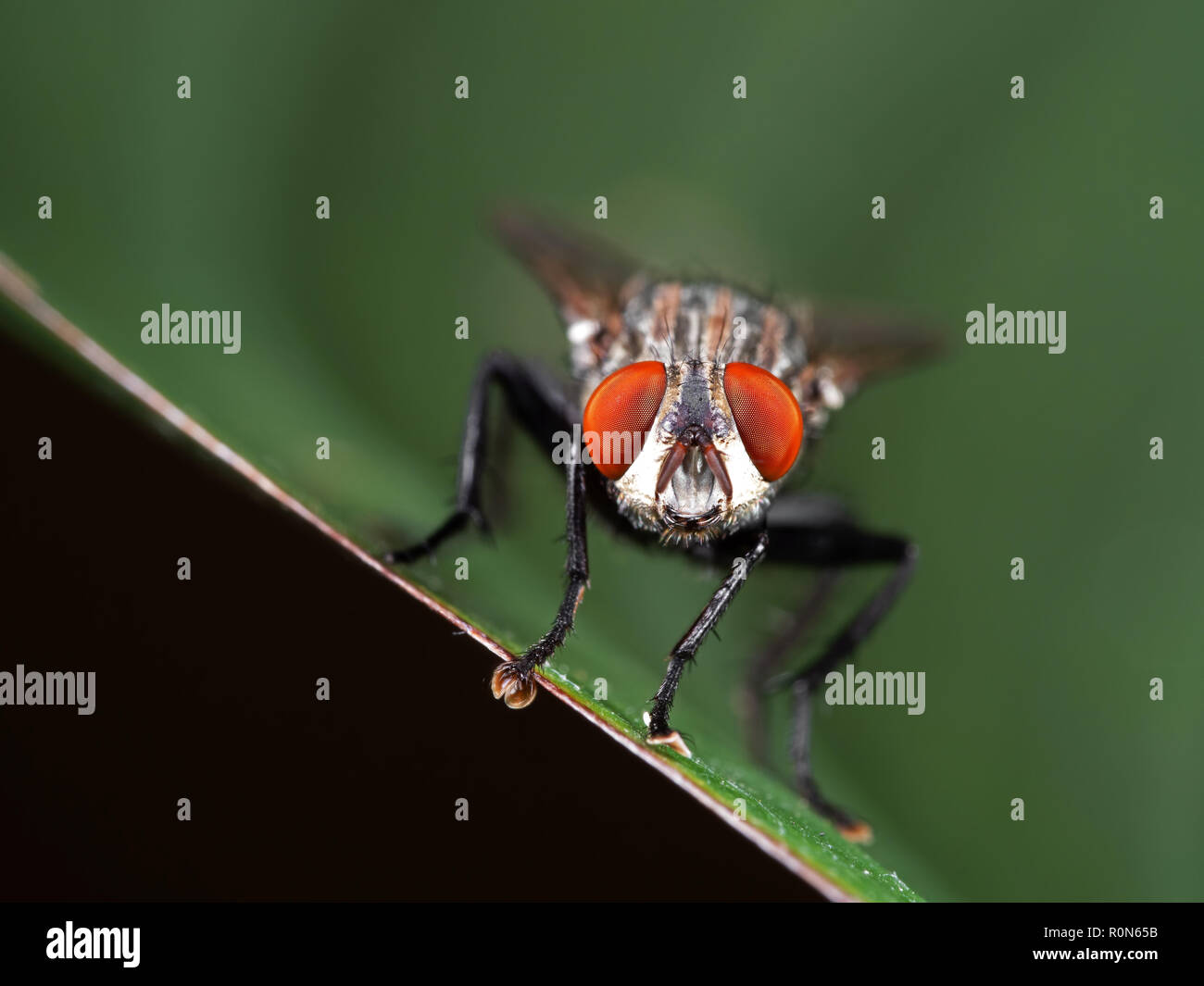 Macro Photography of Head of House Fly on Green Leaf Stock Photo