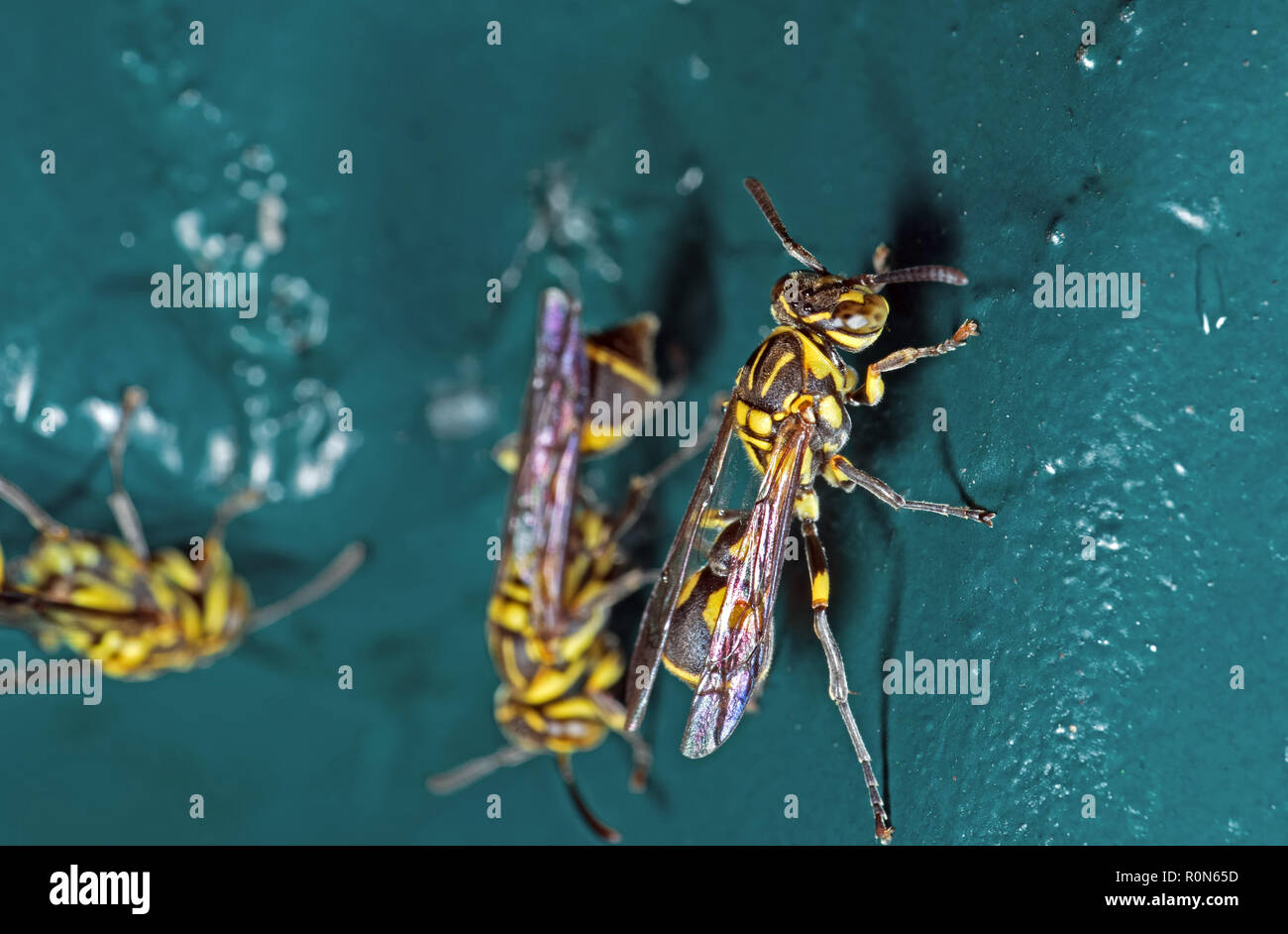 Macro Photography of Wasp on Blue Green Metal Material Stock Photo