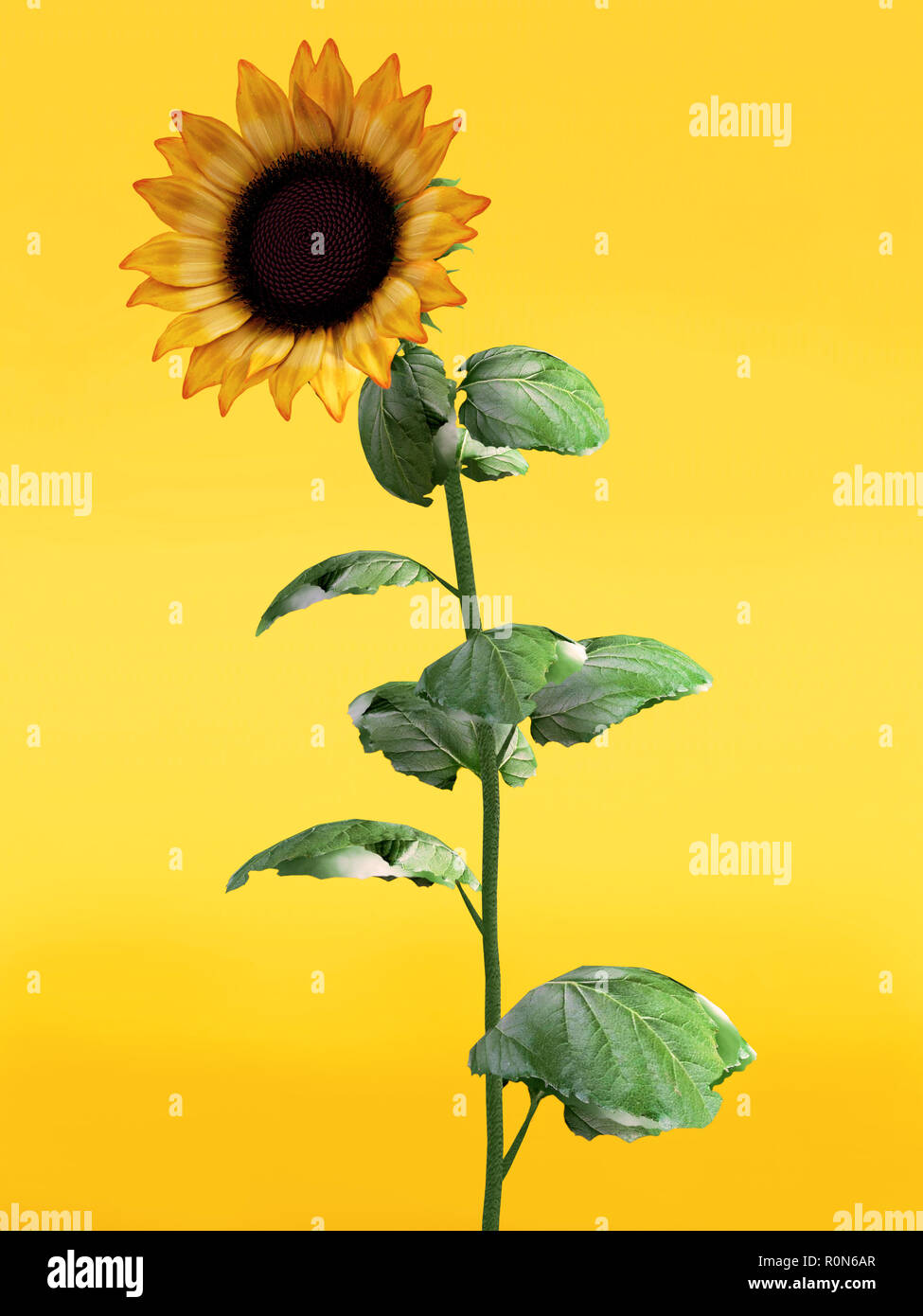 3D rendering of a pretty sunflower on an orange colored background. Stock Photo