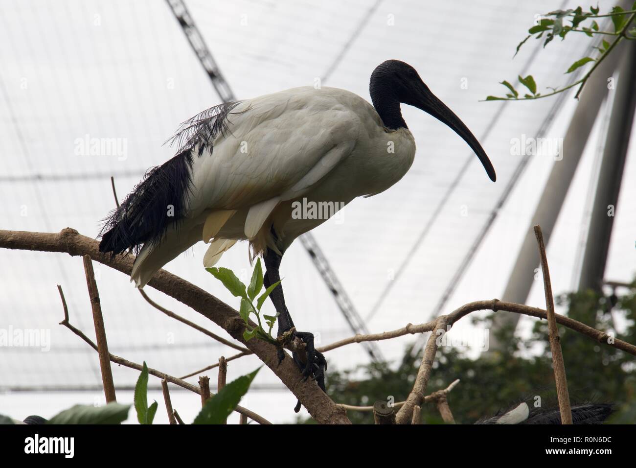 Black Ibis London Zoo Stock Photo