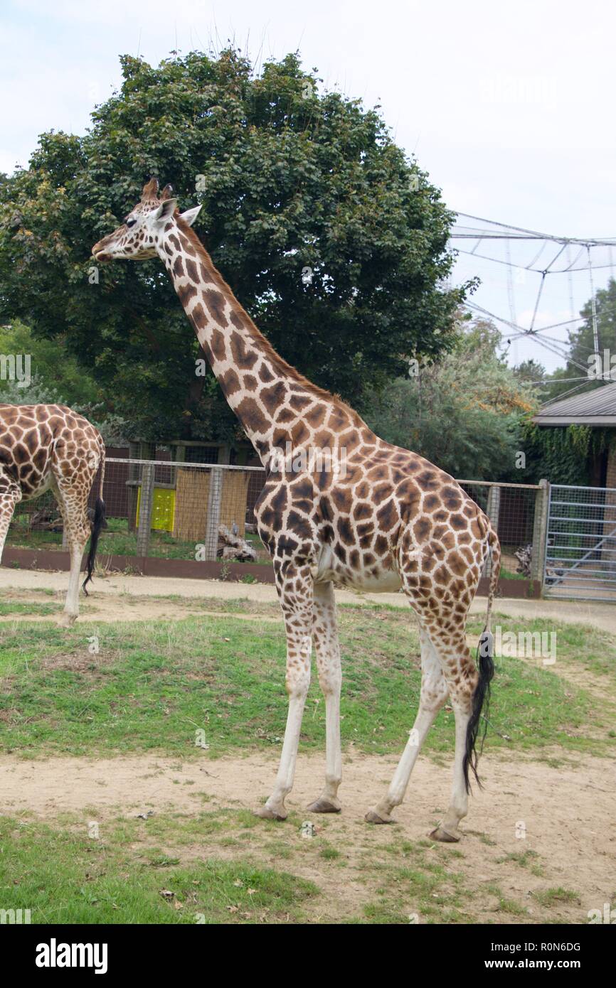 Giraffe London Zoo Stock Photo Alamy