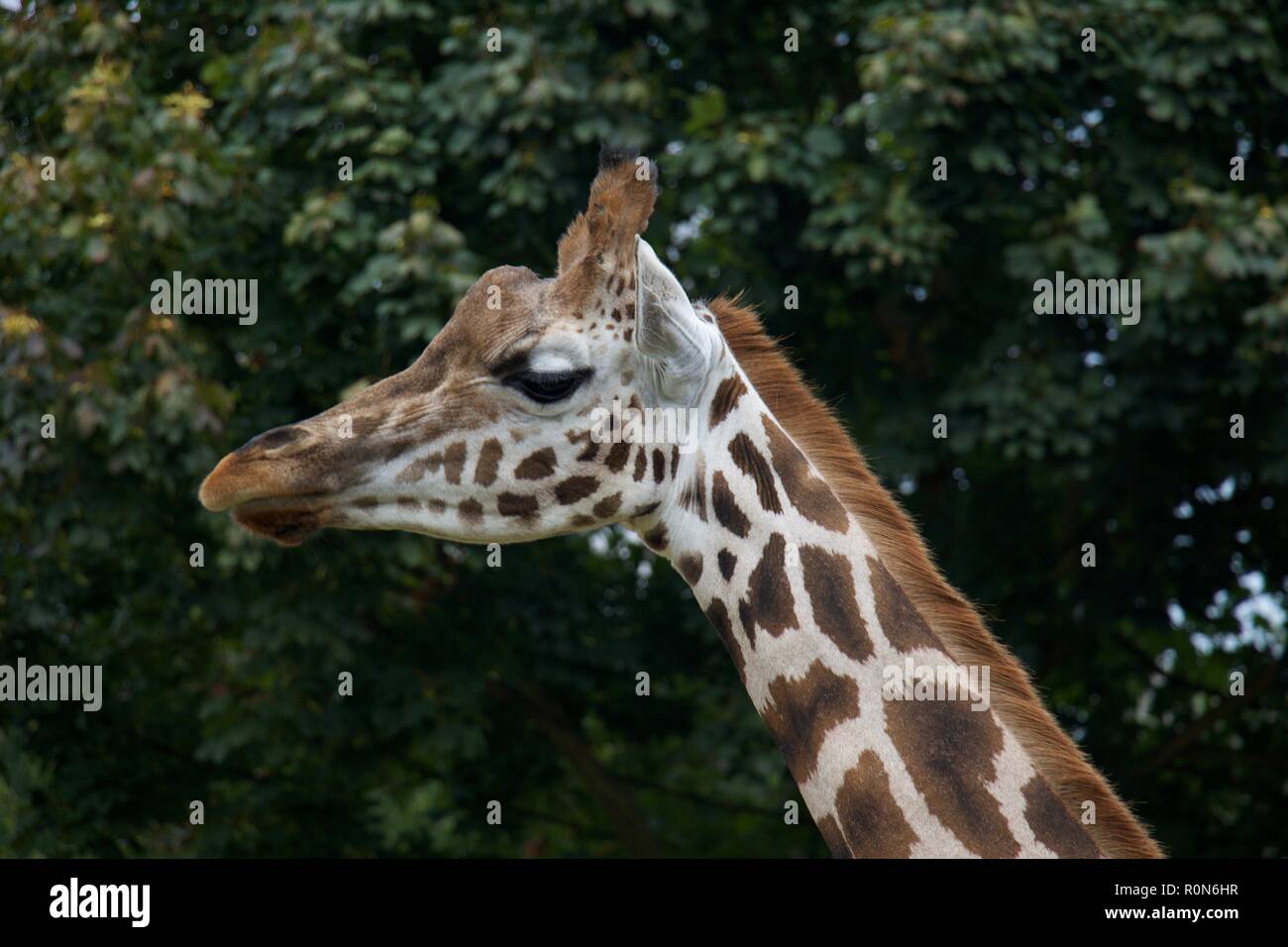 Giraffe London Zoo Stock Photo Alamy