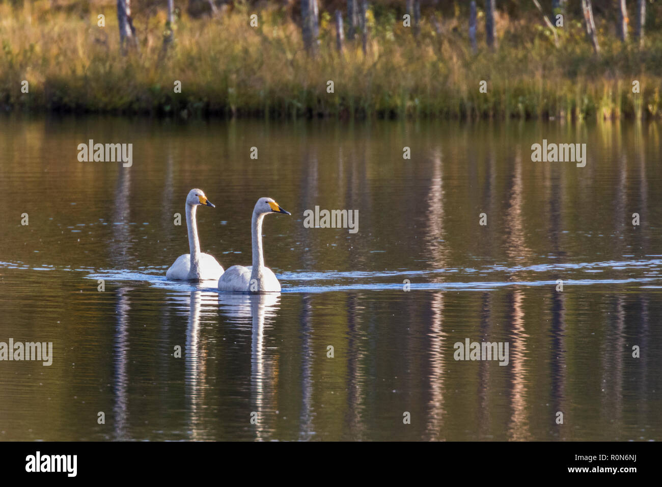 Two Whooper swans, Cygnus cygnus, swimming in a lake and the trees reflecting in the water, Gällivare county, Swedish Lapland, Sweden Stock Photo