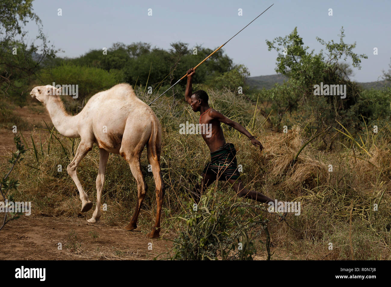 A man spears a camel during a ceremony into adulthood in a Pokot community of herdsmen in Baringo County, Kenya, October 2, 2018. Stock Photo