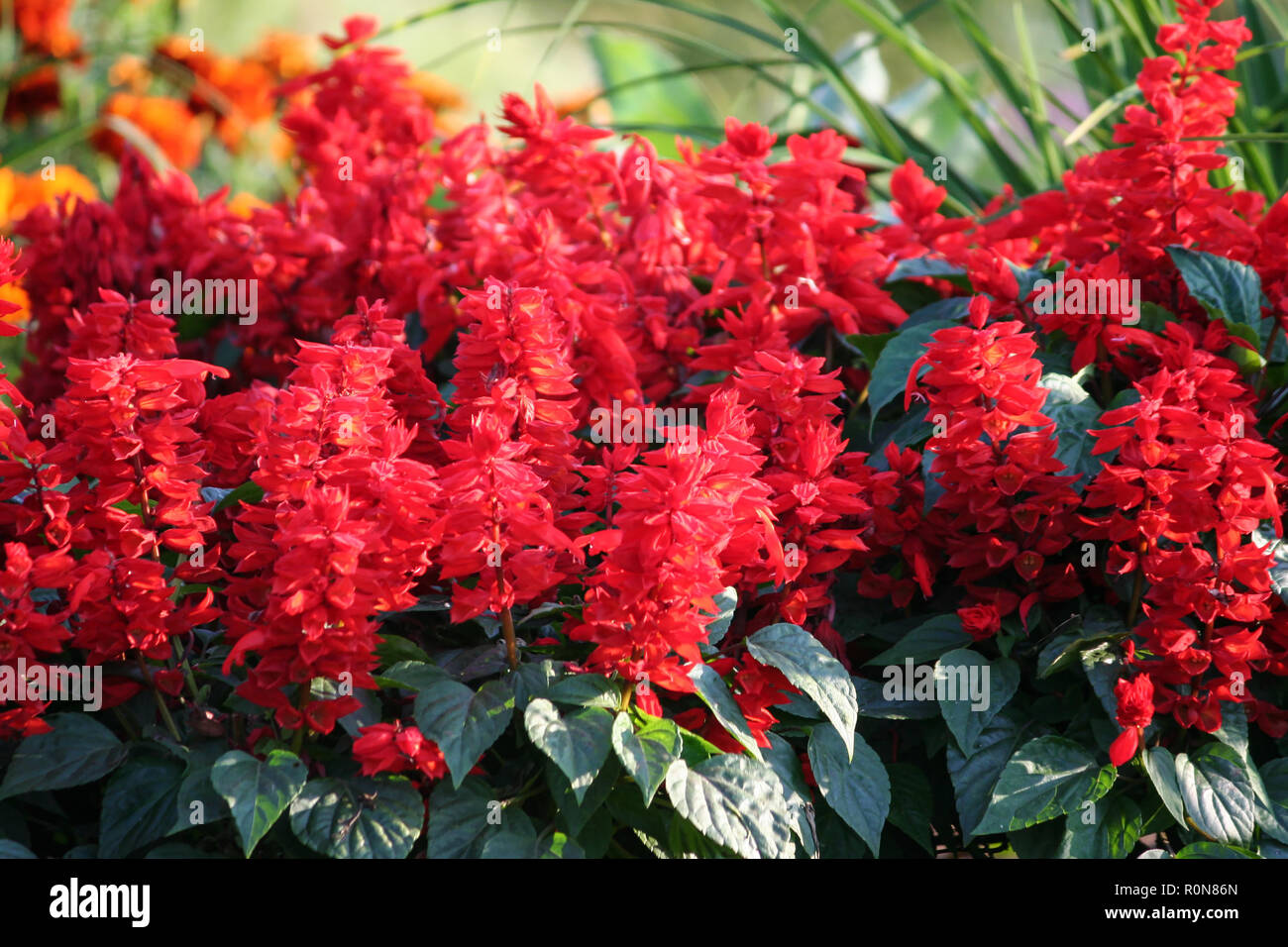 plant variety salvia divinorum,  bright red flowers in full bloom in a flowerbed in the garden, green dark foliage lit by the sun, evening light, Stock Photo