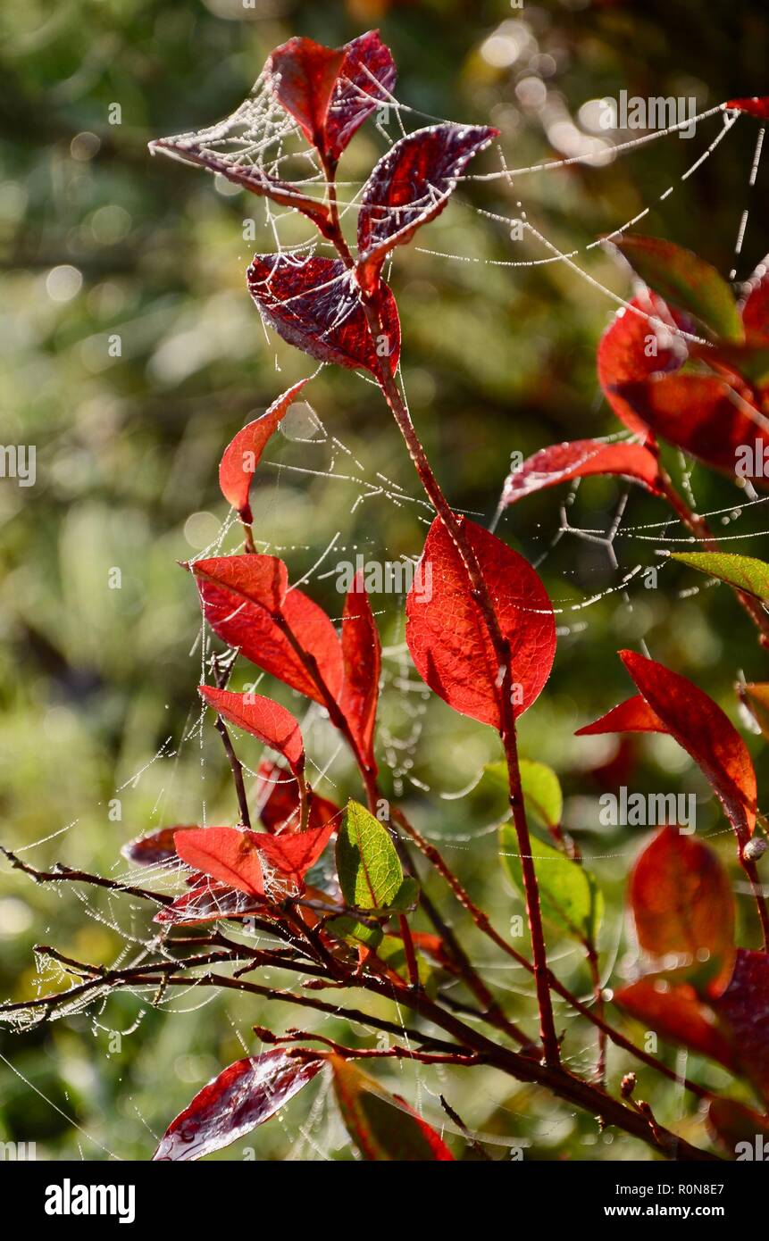 Blueberry leaves (Vaccinium corymbosum) in full autumn colour, blurred, out of focus background, backlit dew on spider's web, Lincs, England, UK. Stock Photo