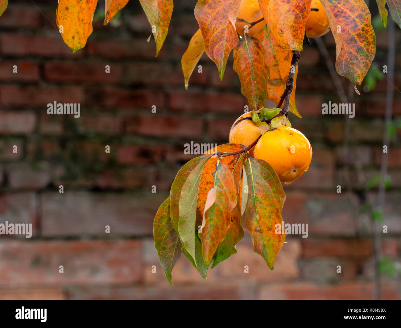 Diospyros kaki tree with ripe, bright orange fruits in autumn - Persimmon. Stock Photo