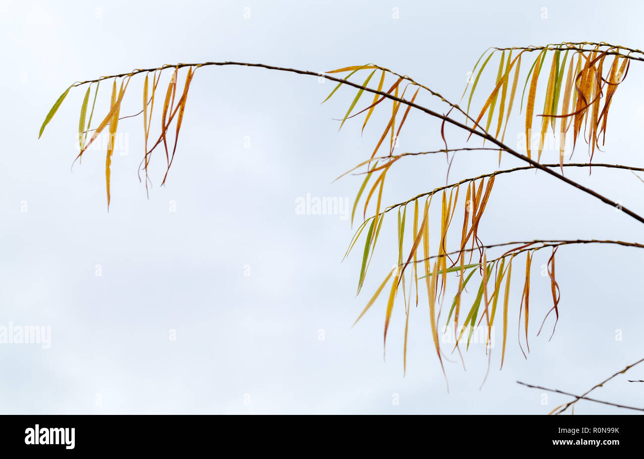 Willow leaves with hi-res stock photography and images - Alamy