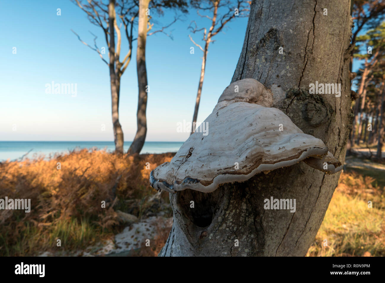 Tree mushrooms on a tree stump in the Darss forest Stock Photo - Alamy