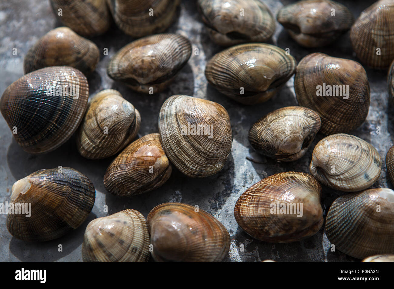 Fresh English clams on a textured background Stock Photo