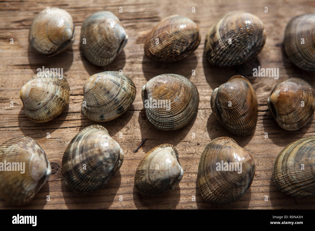 Fresh English clams on a textured background Stock Photo