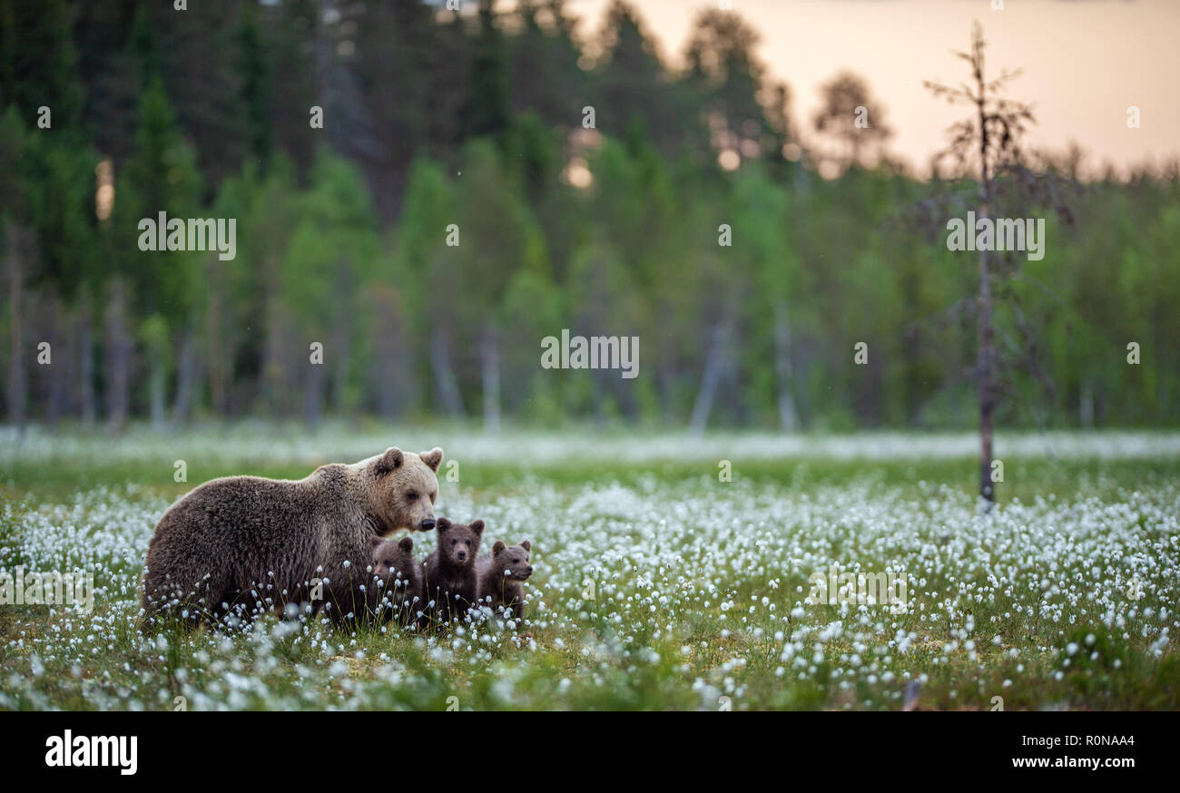 She-bear and bear cubs in the summer forest on the bog among white ...