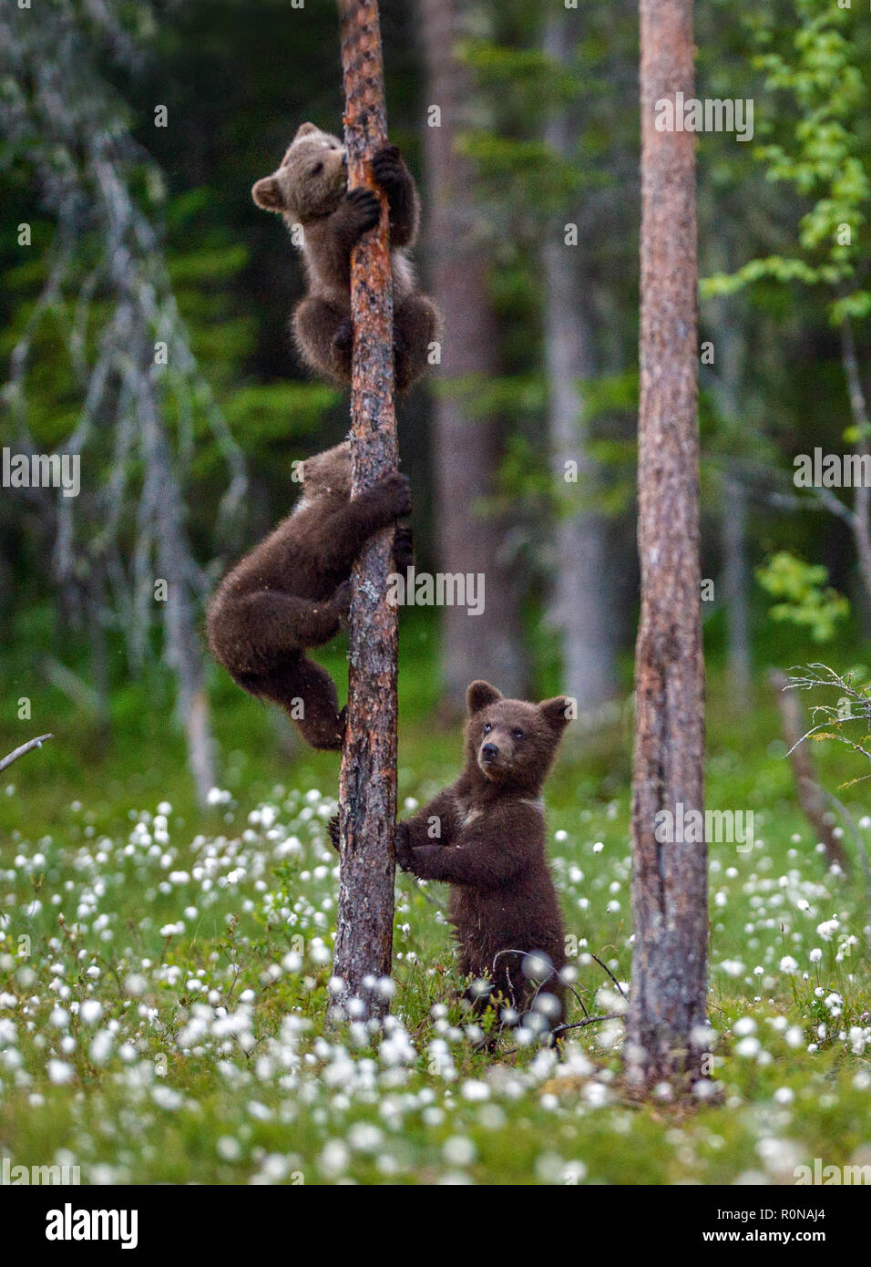 Brown bear cubs climbs a tree. Natural habitat. In Summer forest ...