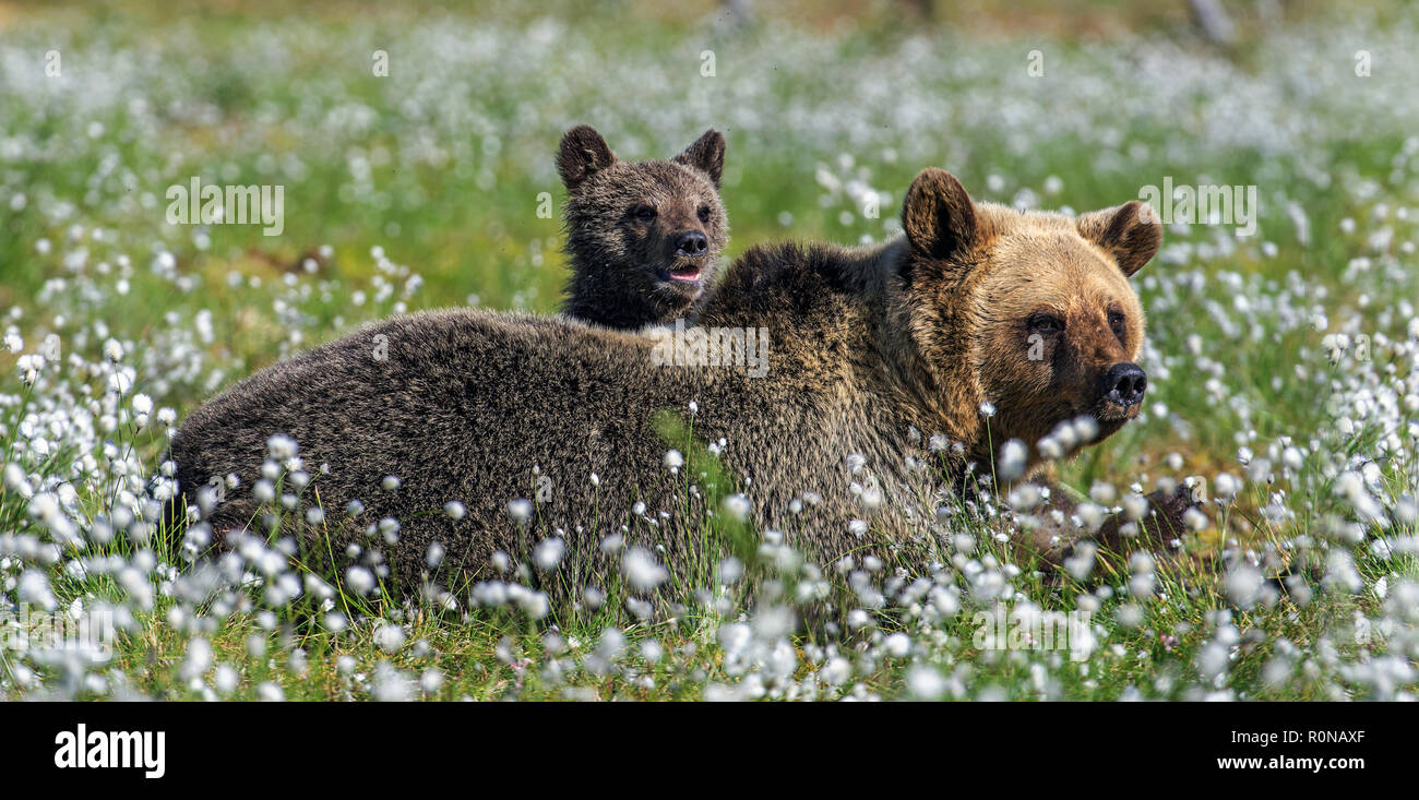 She-bear and bear cubs in the summer forest on the bog among white ...