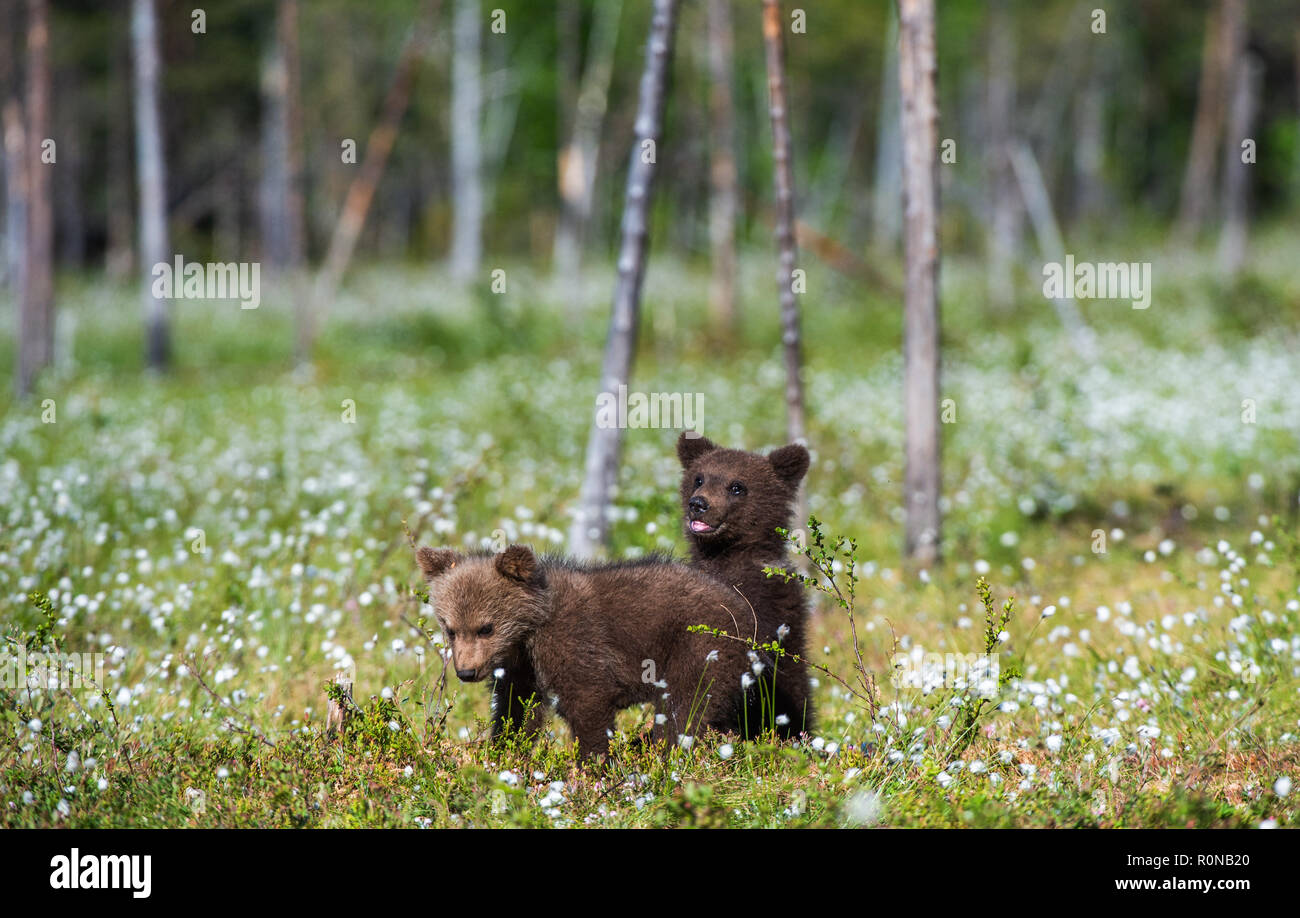 Brown bear cubs in the summer forest among white flowers. Scientific ...