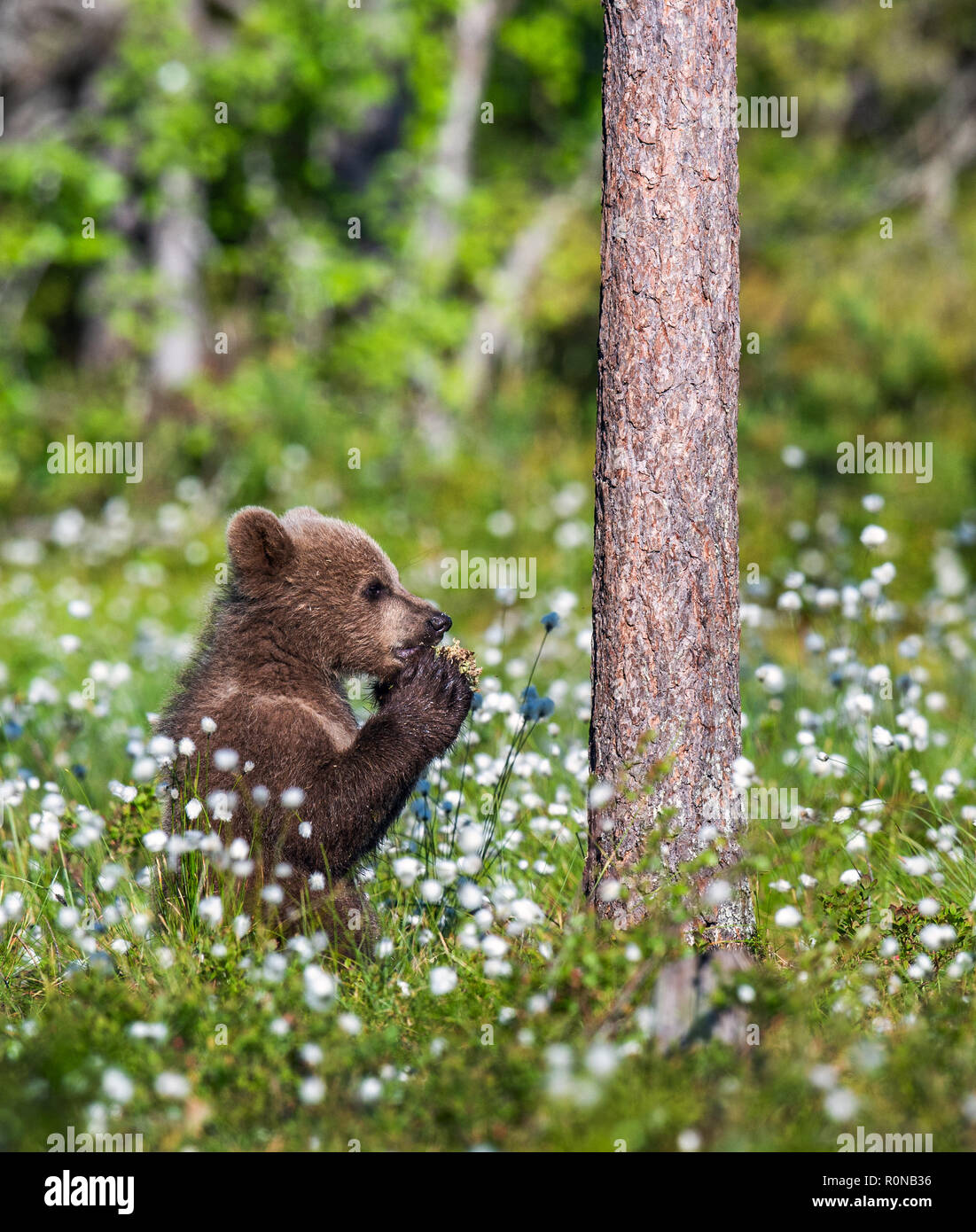 Praying brown bear cub in the summer forest among white flowers ...