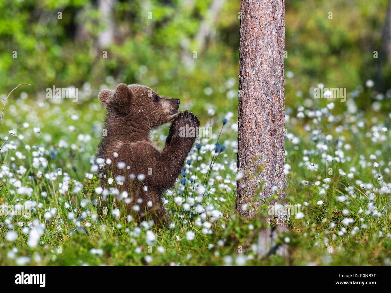 Praying brown bear cub in the summer forest among white flowers ...