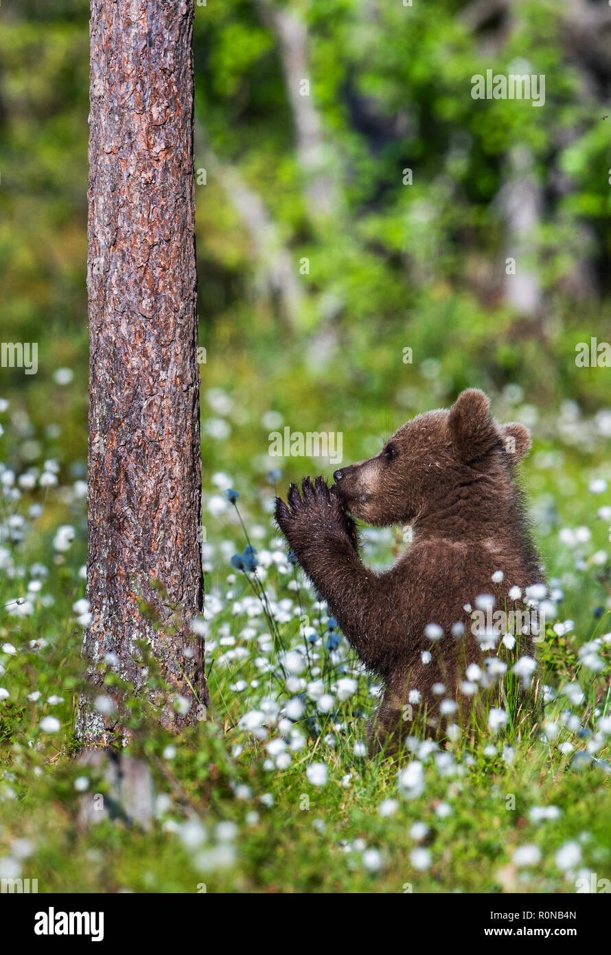 Praying brown bear cub in the summer forest among white flowers ...