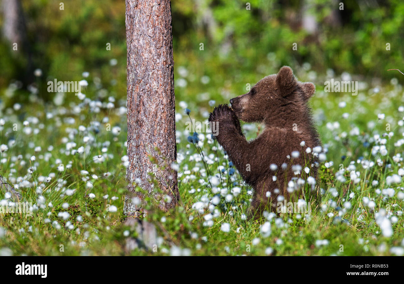 Praying brown bear cub in the summer forest among white flowers ...