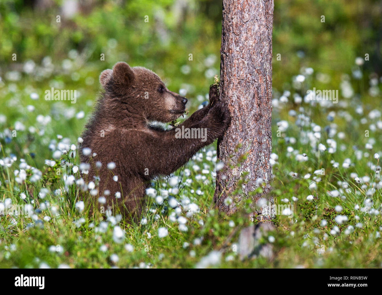 Praying brown bear cub in the summer forest among white flowers ...