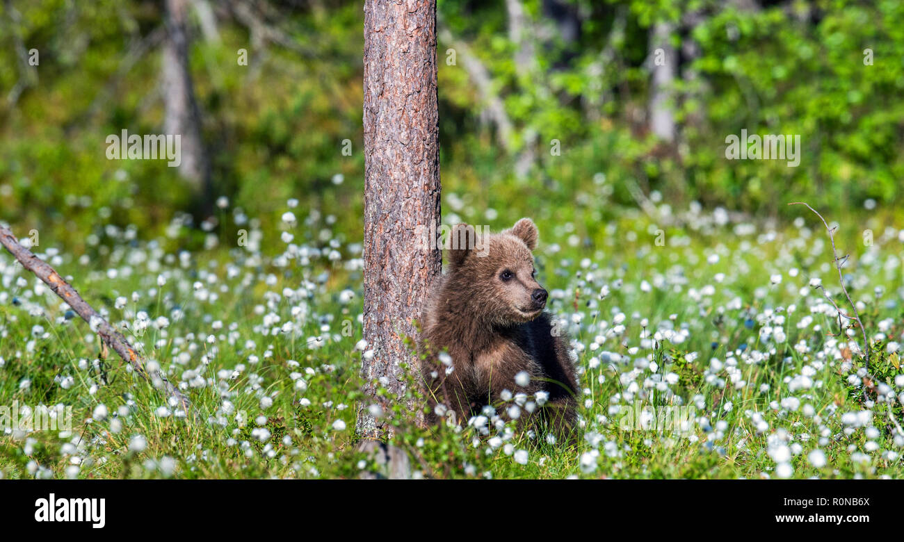 Brown bear cub in the summer forest among white flowers. Scientific ...