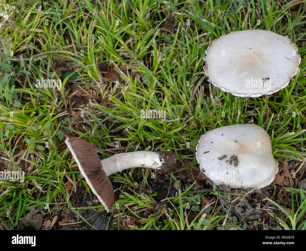 These look like edible wild Field Mushrooms Agaricus campestris but could be poisonous and it is difficult to tell. Stock Photo