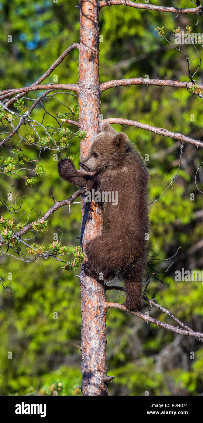 Brown bear cub climbs a tree. Natural habitat. In Summer forest ...