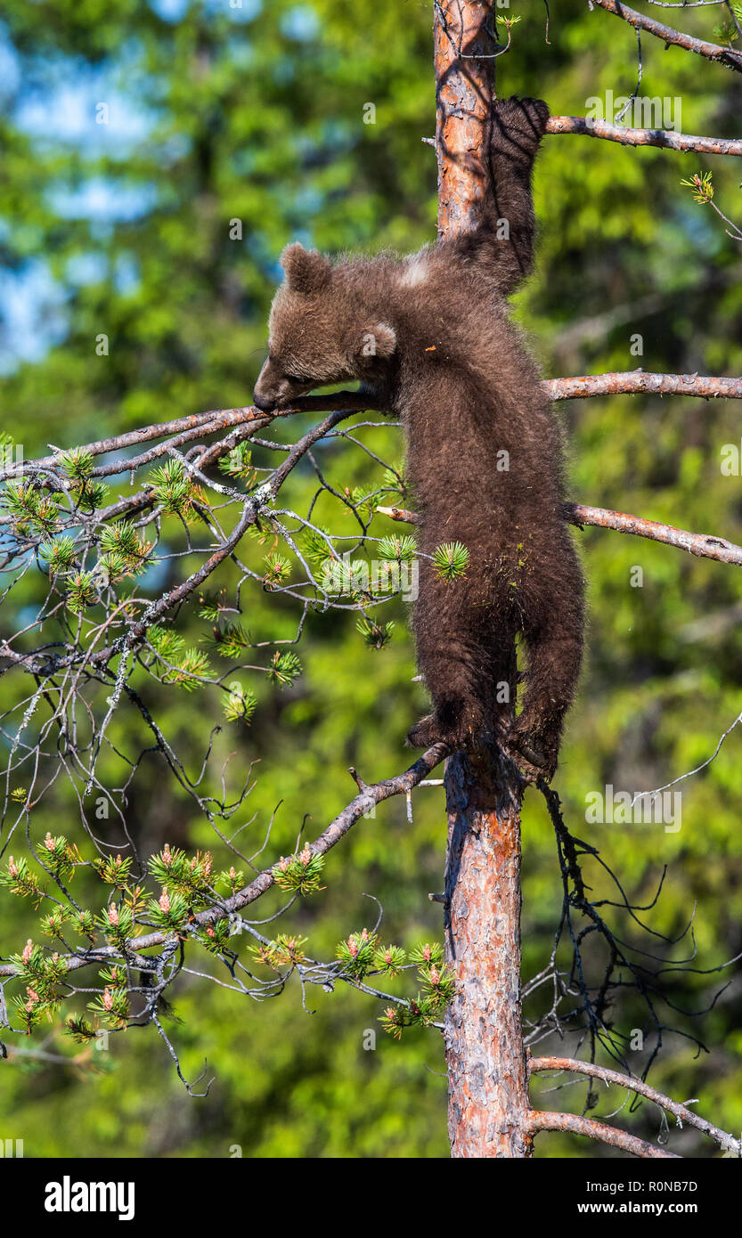 Brown bear cub climbs a tree. Natural habitat. In Summer forest. Sceintific name: Ursus arctos. Stock Photo