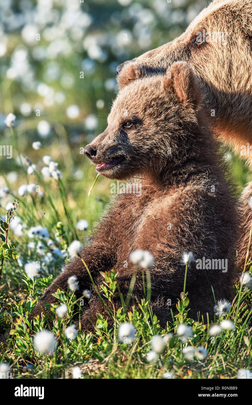 Brown bear cub and she-bear in the summer forest, among white flowers ...