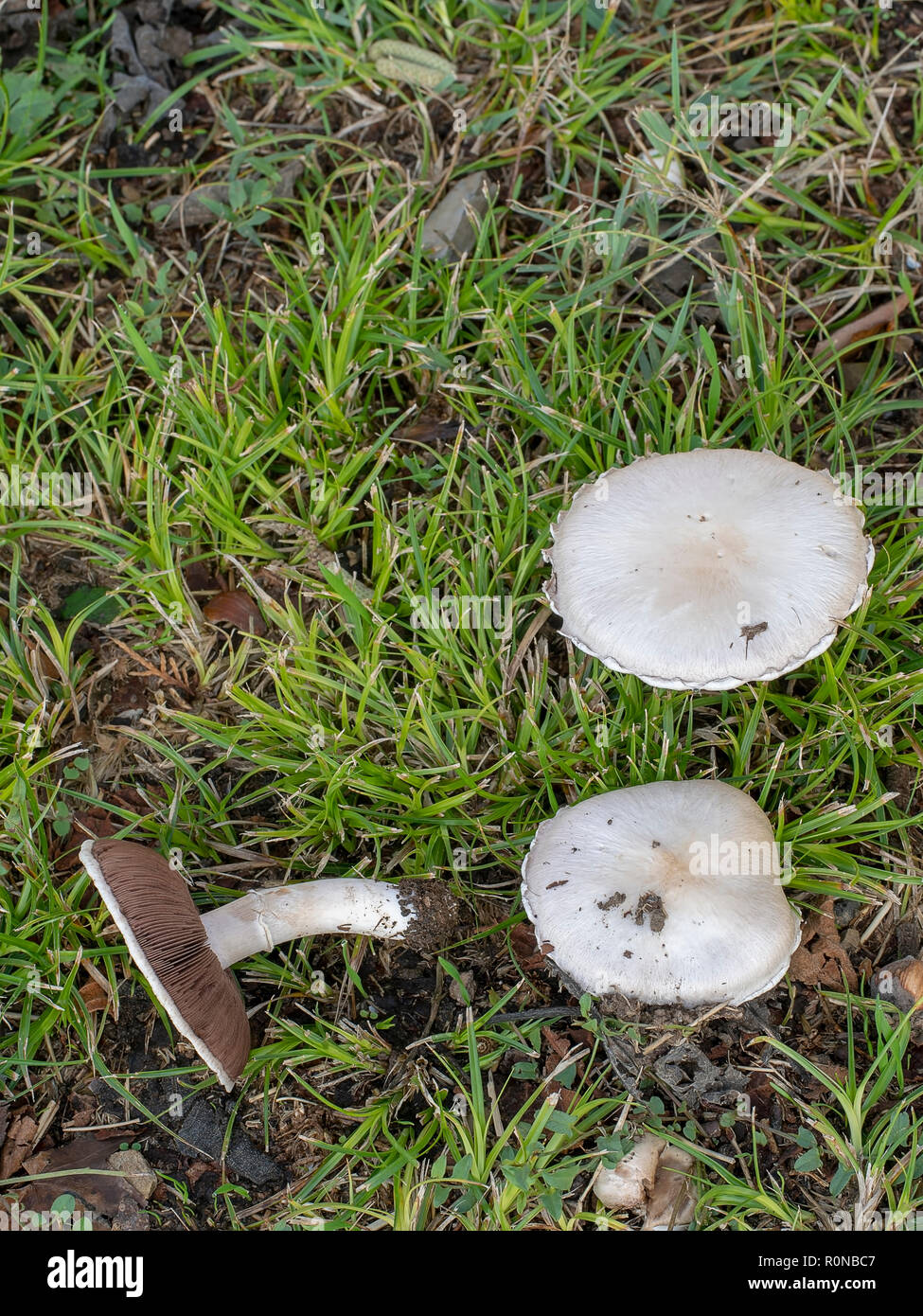 These look like edible wild Field Mushrooms Agaricus campestris but could be poisonous and it is difficult to tell. Vertical composition. Stock Photo